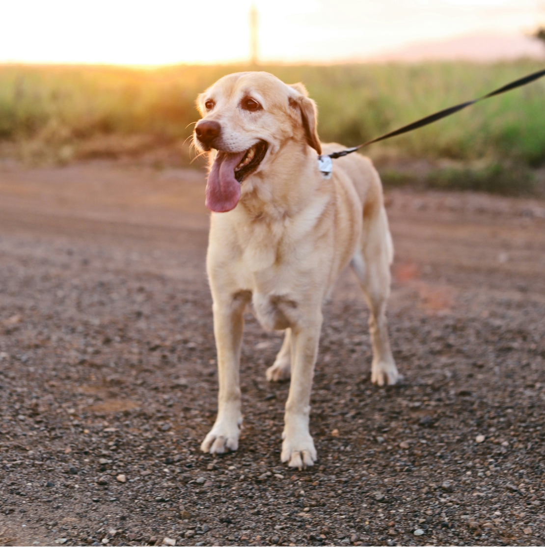 Leads, collars & harnesses