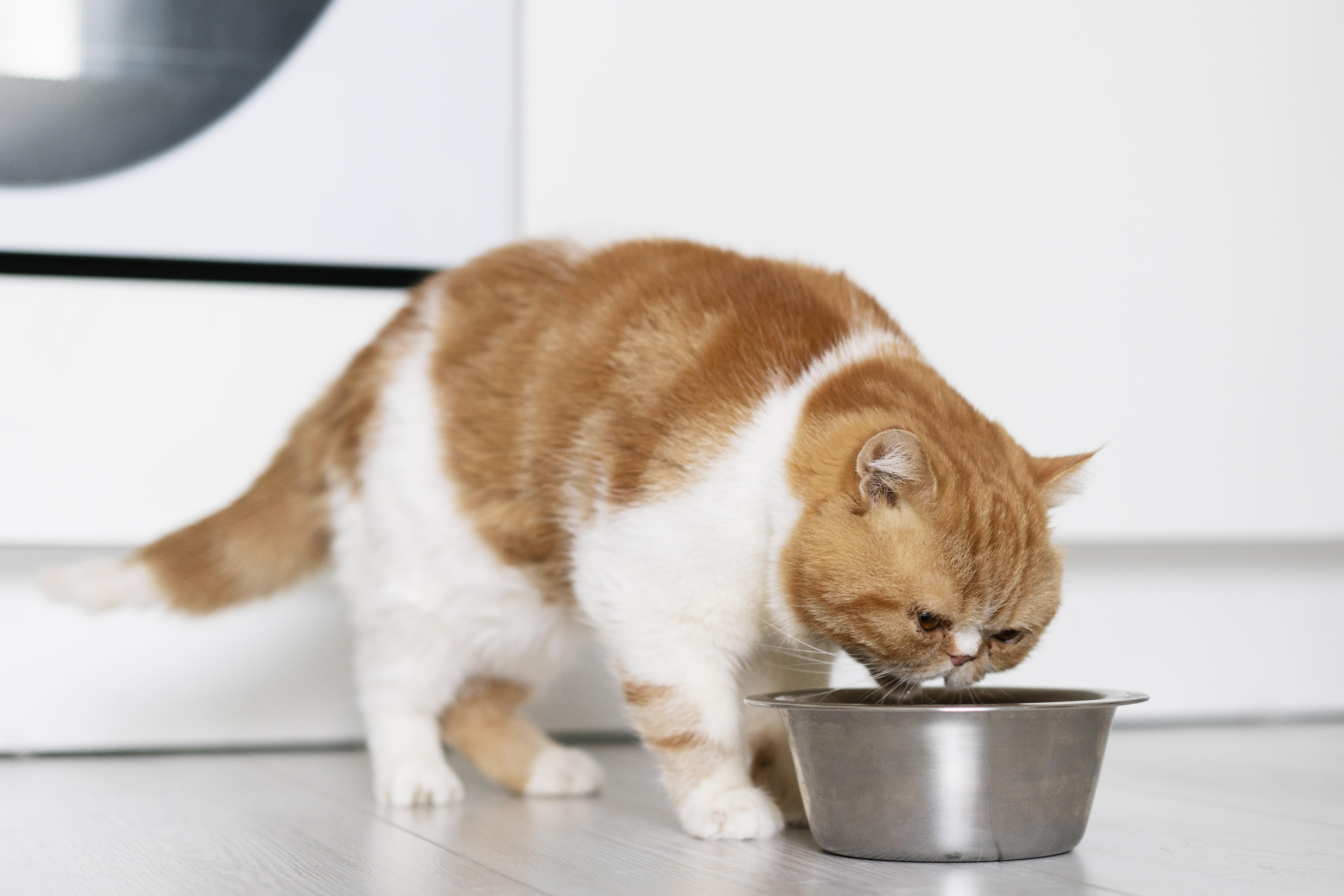 Food/drink bowls