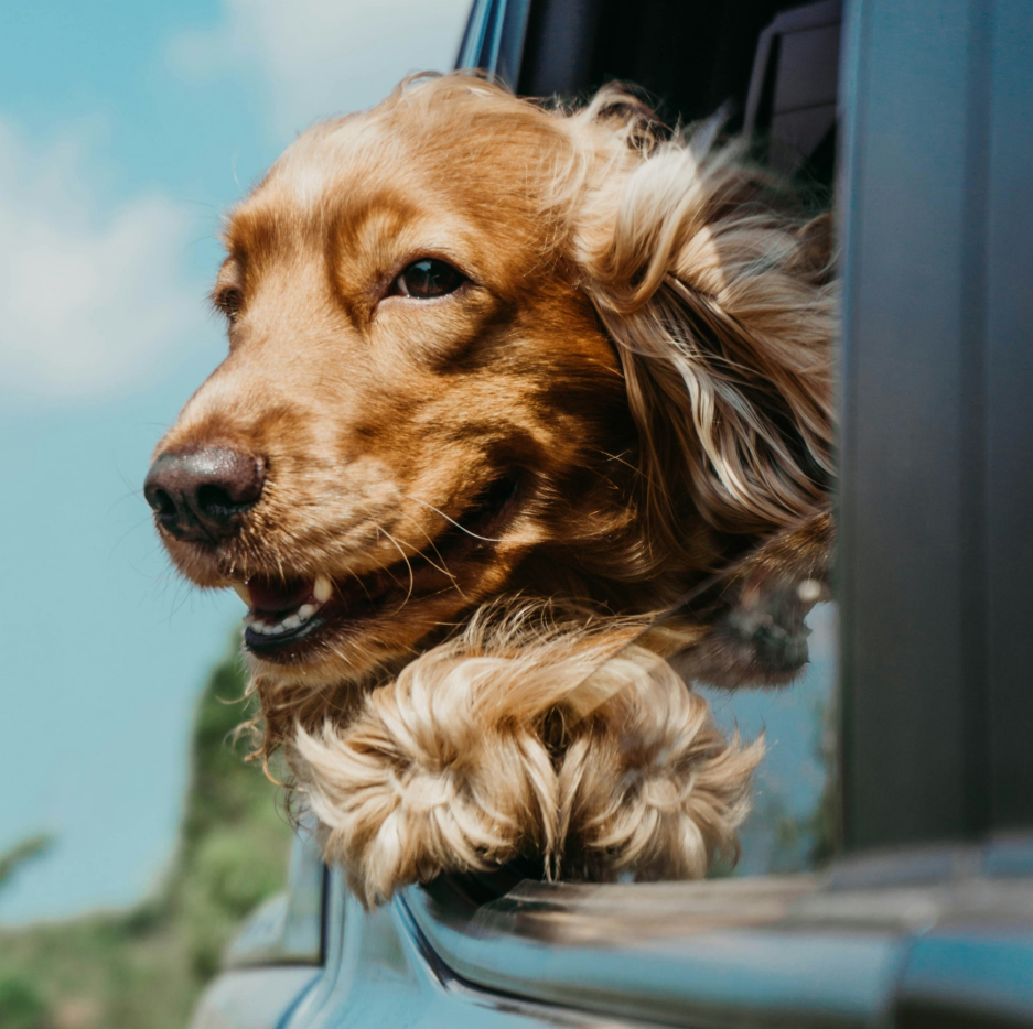 Pet carriers